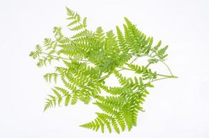 Green leaf of decorative fern on white background. Studio Photo. photo