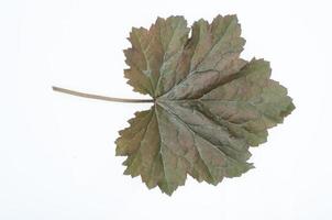 Purple heuchera leaf isolated on white background. Studio Photo. photo