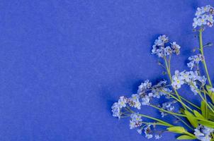 Small bunch of delicate blue spring, summer Myosotis flowers. Studio Photo