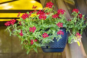 Hanging pots with ampel flowers, design of garden houses. Studio Photo