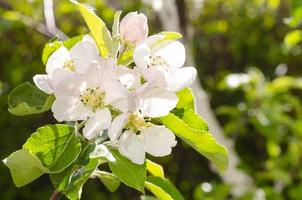 Apple tree branch with delicate white-pink flowers. Studio Photo