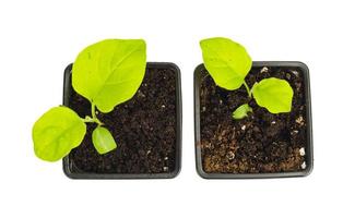 Green eggplant seedlings grow in ground in seedling containers. photo