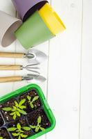 Spring growing vegetable seedlings in container, organic farming concept. photo