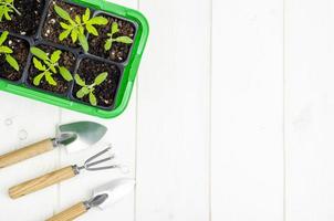 Spring growing vegetable seedlings in container, organic farming concept. photo