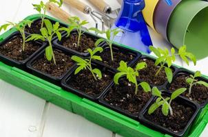Spring growing vegetable seedlings in container, organic farming concept. photo
