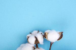 flores de algodón sobre fondo azul. foto natural