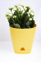 Potted Kalanchoe plant blooming with white flowers. photo