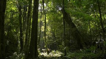 marcher dans la forêt verdoyante du matin. video