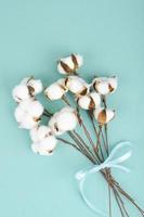 Composition with cotton flowers on bright background. photo