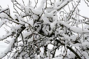 Winter. The first snow on branches of bushes and trees. photo