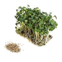 the Microgreens. Growing from seeds at home photo