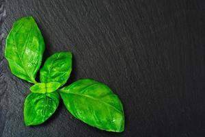 Fresh Green Basil photo