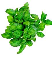 Green Fresh Basil