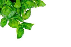 Green Fresh Basil photo