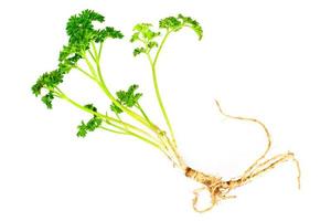 Green Parsley with Root photo