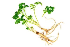 Green Parsley with Root photo