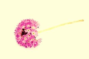 flor morada de prímula foto