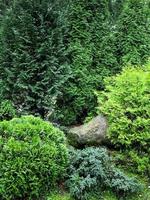 Colored coniferous plants, large stone. photo in nature.