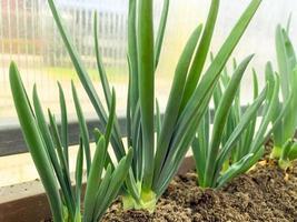 cultivo de cebollas verdes en el suelo en invernadero. foto