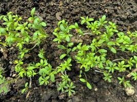 Young green shoots and leaves in bed in greenhouse photo