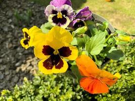 Viola tricolor grow in pot outdoors. studio photo. photo