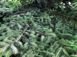 Background, texture of green coniferous branches. Photo