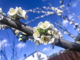 Branches of garden plum blooming with white delicate flowers photo