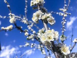 Branches of garden plum blooming with white delicate flowers photo