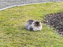 problemas de los animales sin hogar en la calle. Foto. foto