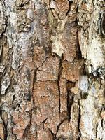 Cracked old bark on tree trunk. photo