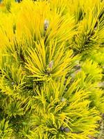 Texture, green background from branches of coniferous trees photo