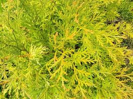 Texture, green background from branches of coniferous trees photo