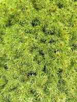 Texture, green background from branches of coniferous trees photo