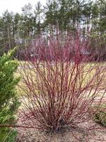 Bush with red branches without leaves, Cornus sanguinea.