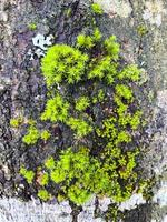 Fungal diseases, moss on bark and tree branches photo