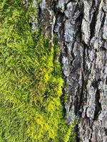 enfermedades fúngicas, musgo en la corteza y las ramas de los árboles foto