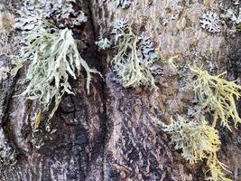 Fungal diseases, moss on bark and tree branches photo