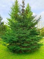 Growing fluffy spruce against the blue sky. photo