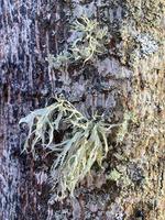 Fungal diseases, moss on bark and tree branches photo