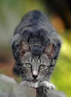 Cute Domestic cat photo