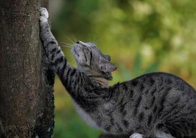 lindo gato doméstico foto