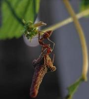 red ants work together to bring food photo