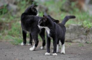 lindo gato doméstico foto