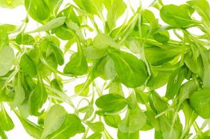 Green leaves of cornsalad isolated on white background photo