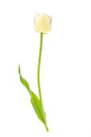 One pink and white tulip, isolated. Photo