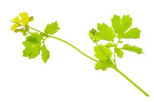 Chelidonium branch with yellow flowers on white background. photo