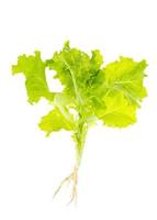 Ensalada de hojas de lechuga verde con raíces con tierra sobre fondo blanco. foto