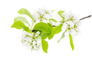 Fruit tree branch blooming in white flowers isolated. photo