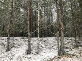 Plants, trees, shrubs, flowers under first snow in winter. photo