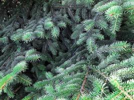 Background, texture of green coniferous branches. Photo